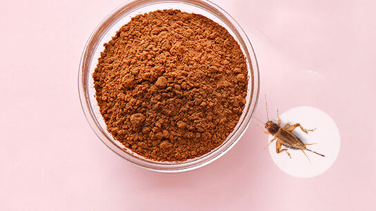 Are Insects the New Buzz in Food?