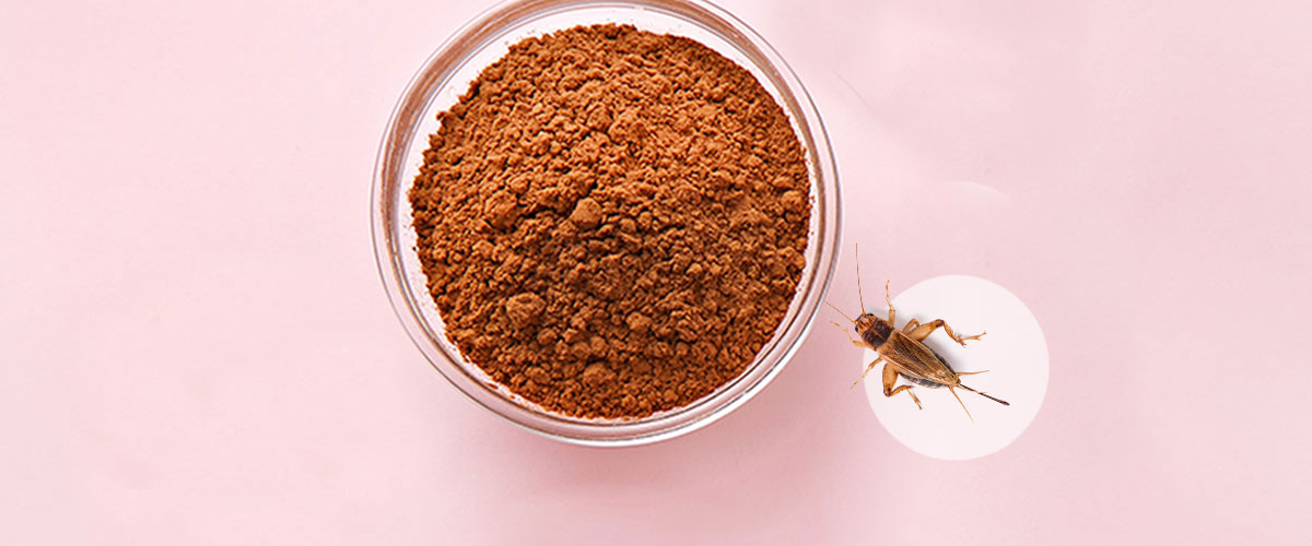 Are Insects the New Buzz in Food?