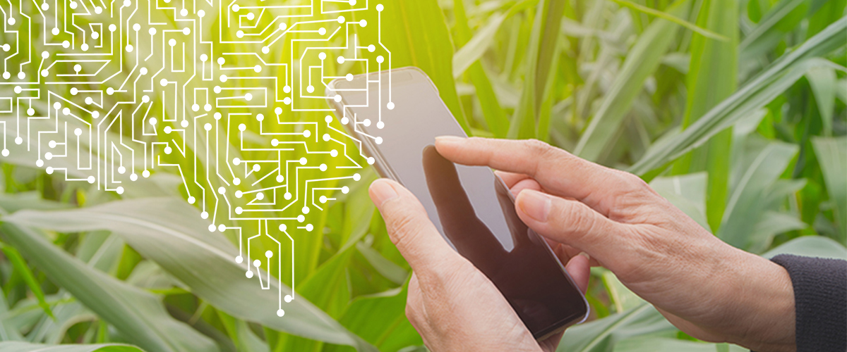 Harnessing AI for Agriculture