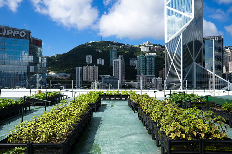 Andrew Tsui Leads Hong Kong’s Rooftop Farm Revolution