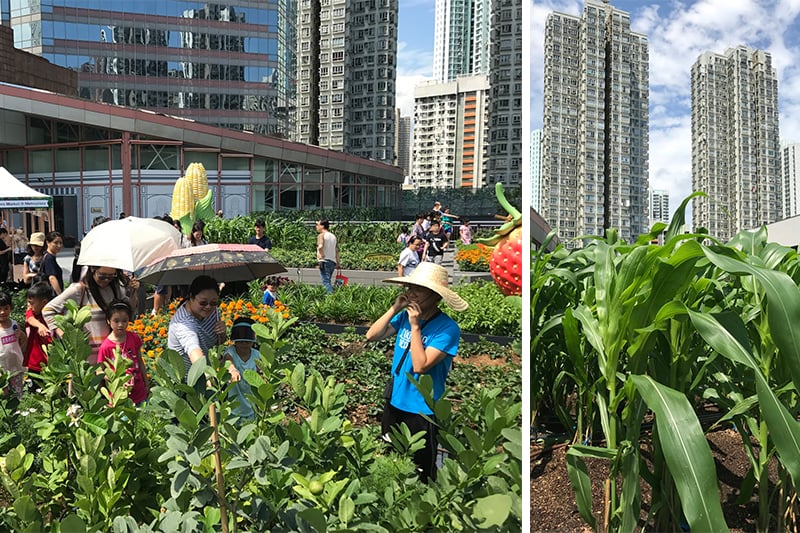 Andrew Tsui Leads Hong Kong’s Rooftop Farm Revolution