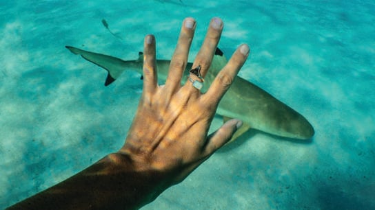 Found at Sea Collective: Saving Sharks with Silver