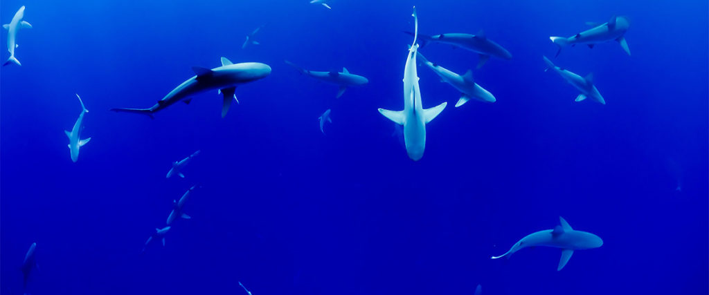 Dr Austin Gallagher on shark conservation