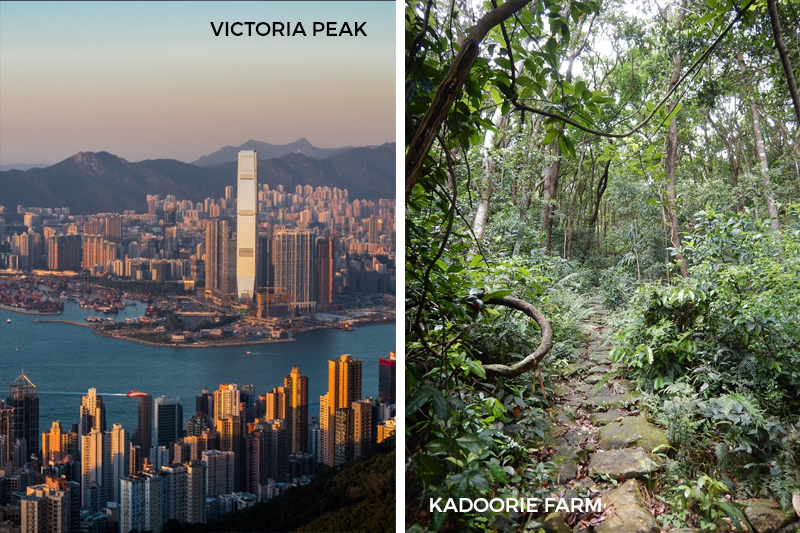 21 Things To Do Hong Kong Victoria Peak Skyline Sunset Victoria Harbour City View Kadoorie Farm Hiking Trail