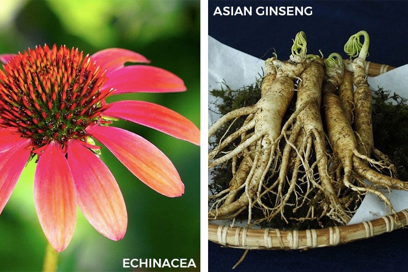 Chinese Medicinal Herbs to Boost Your Immune System Enchinacea Asian Ginseng