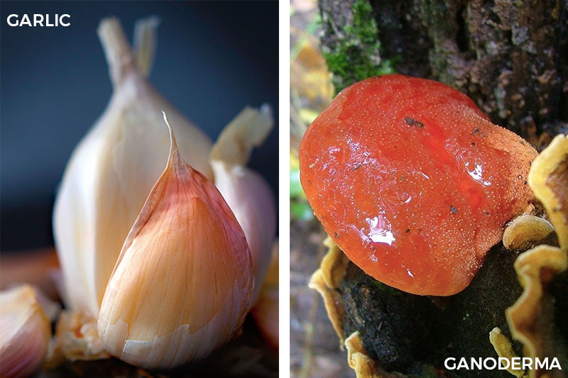 Chinese Medicinal Herbs to Boost Your Immune System Garlic Ganoderma