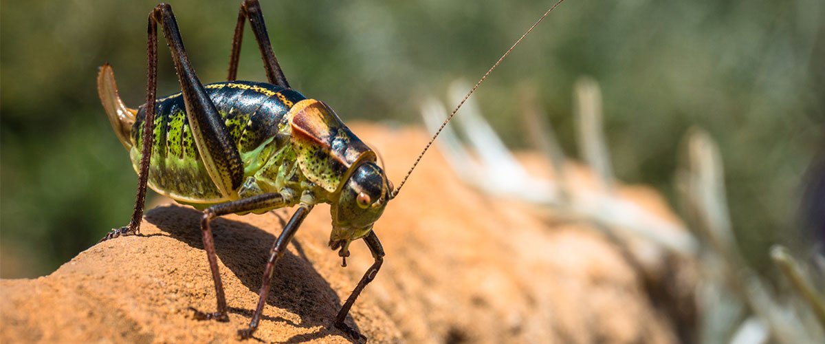 This Vietnamese Startup Wants to Feed the World Crickets