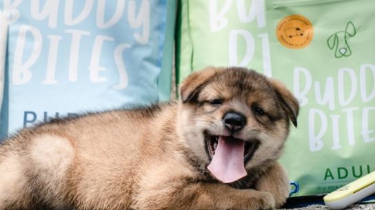 Buddy Bites: The PetTech Startup Delivering Nutritious Dog Food