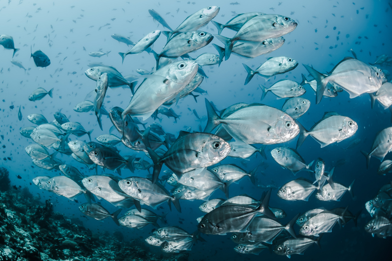 The Tuna Project, environmental blockchain 