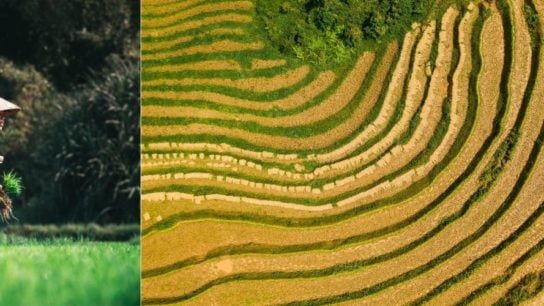 Your Guide to AgriTech in Vietnam