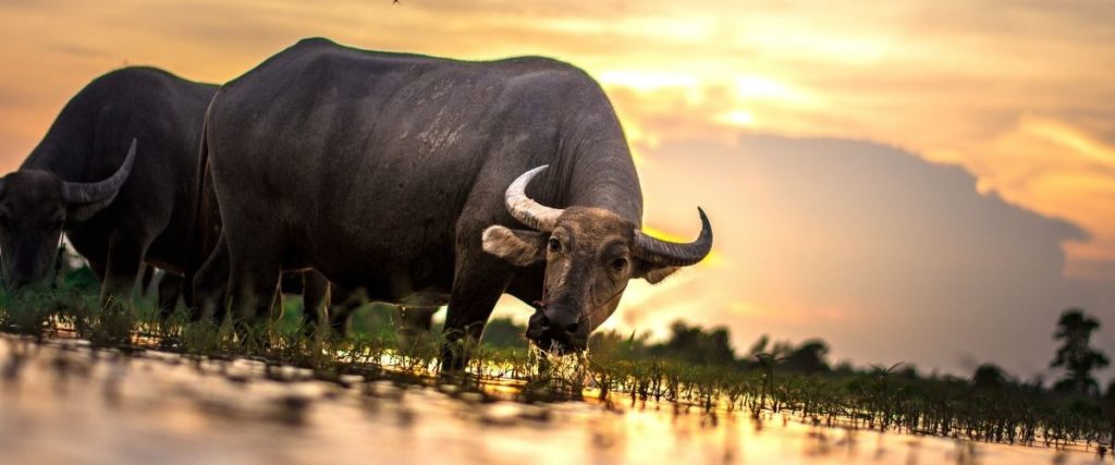 buffalo farming thailand agriculture