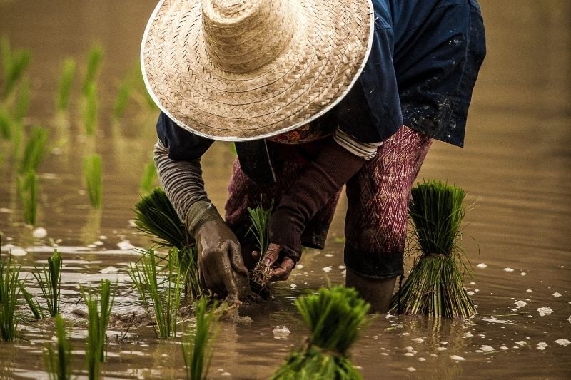 farmer thailand
