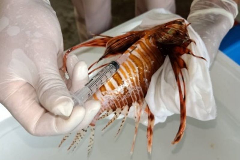 Injured lionfish_Marine Discovery Centres Opened by S Hotels and Resorts to Help Save Sharks in Thailand