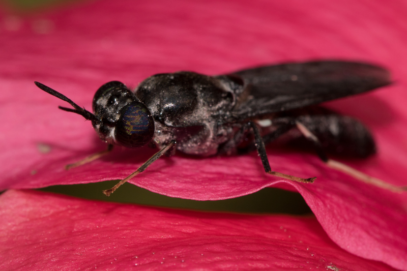 Black Soldier Fly_Insectta: Farming the Biomaterials of the Future