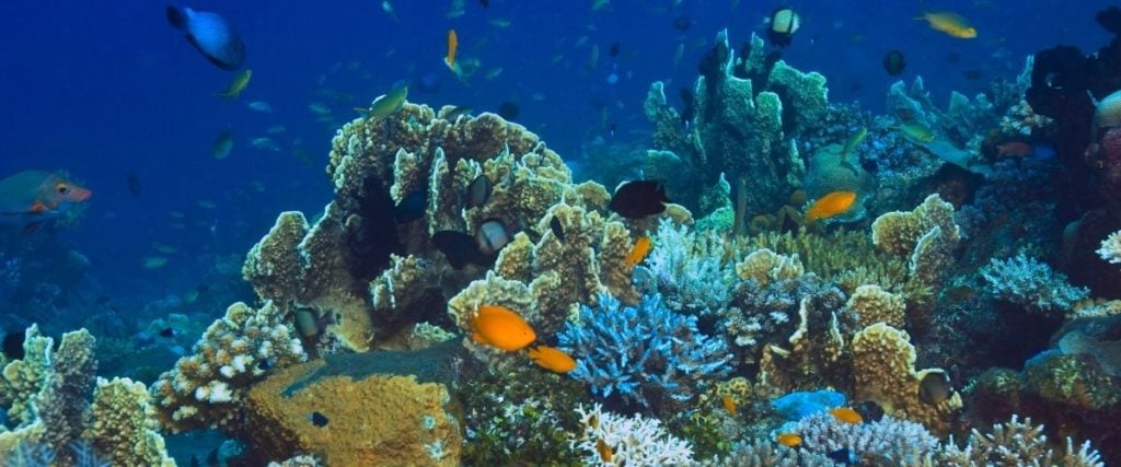 JFE Steel and Innoqua Partner to Restore Coral Reefs