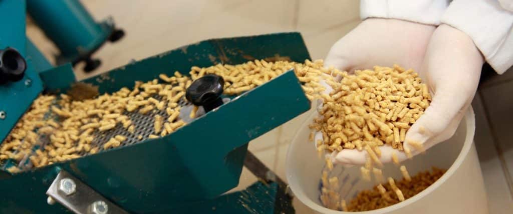 Thailand Innovates in Insect-Based Animal Feed