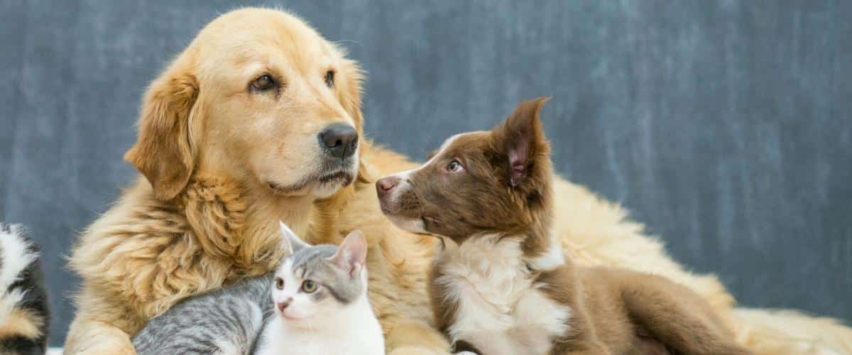 8 Animal Shelters in Hong Kong to Adopt Your Next Pet From and Support