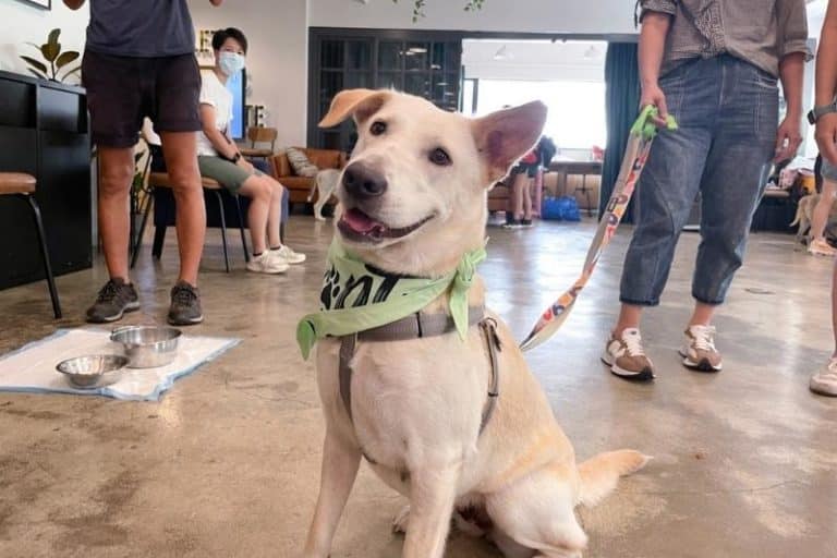 Adopt Your Pet in Hong Kong From These 8 Shelters Hive Life Magazine