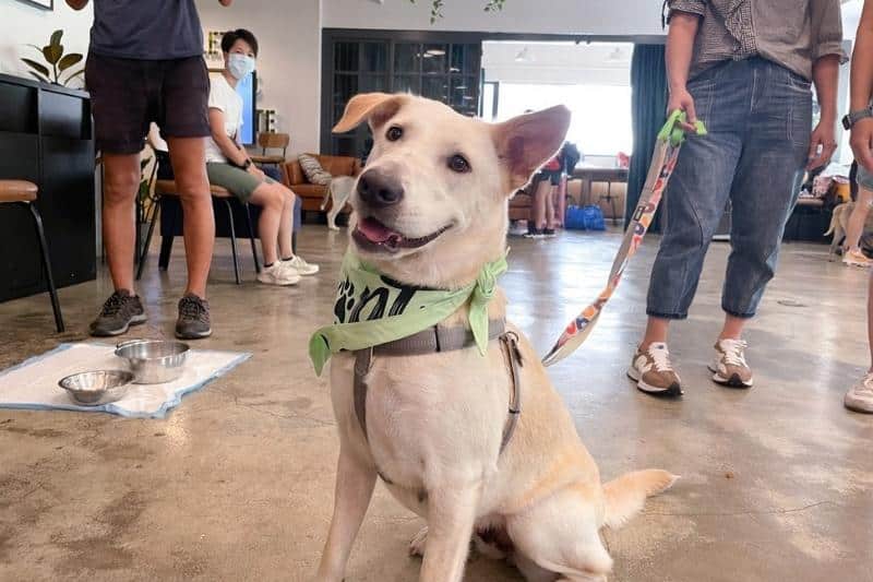 Adopt Pet Hong Kong_Catherine’s Puppies