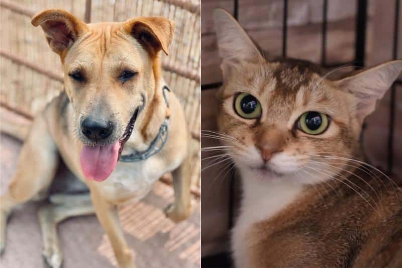 Adopt Pet Hong Kong_Hong Kong Saving Cat and Dog Association