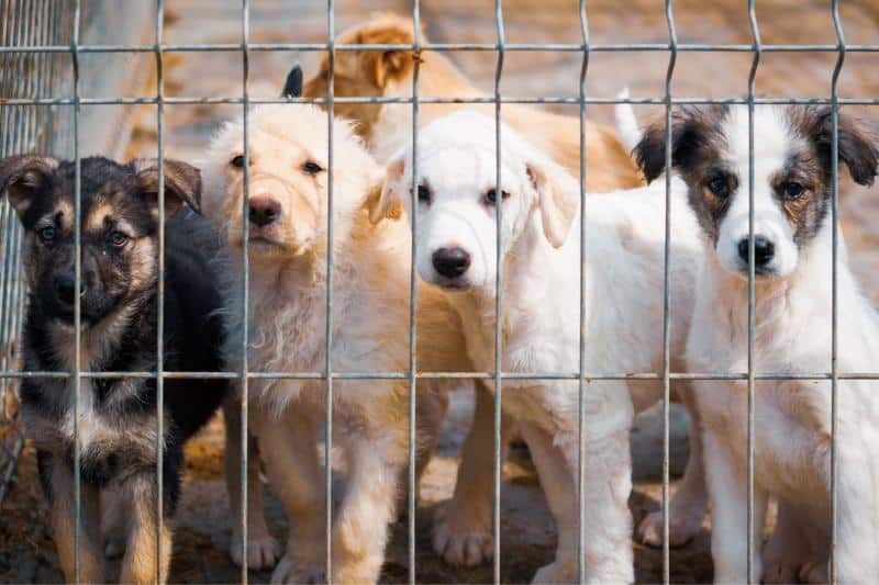 7 Animal Shelters in Melbourne to Adopt From | Hive Life Magazine
