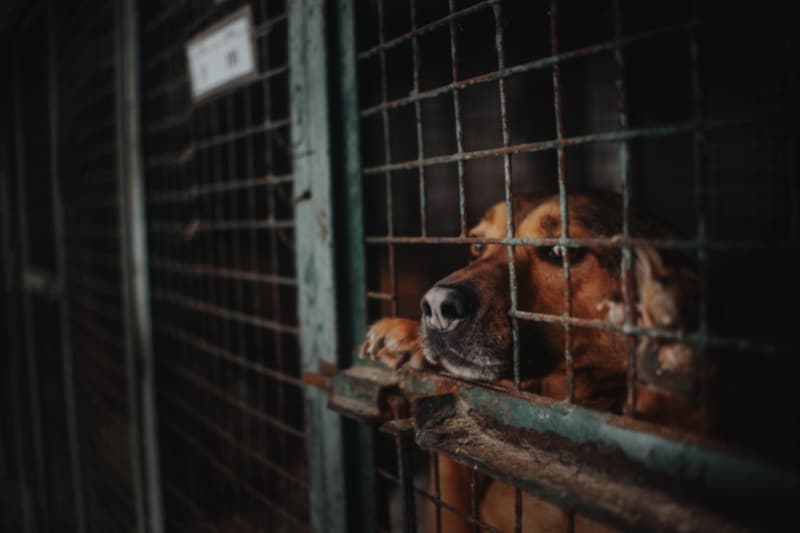6 Animal Shelters in Vietnam to Adopt From | Hive Life Magazine