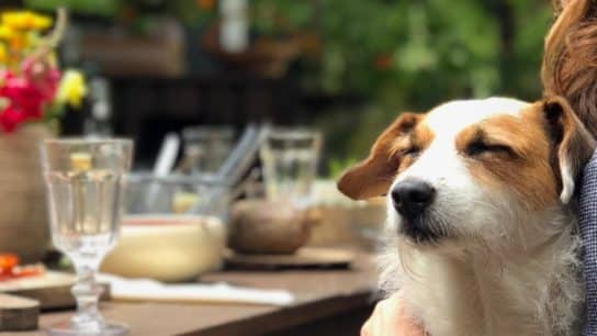 7 Pet-Friendly Restaurants and Cafes in Bangkok