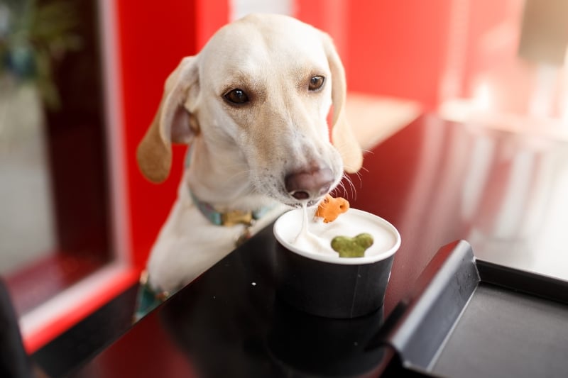 Pet-Friendly Restaurants and Cafes in Tokyo