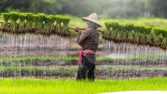 Vietnamese AgriTech Startup Koina Raises US$1M in Seed Funding