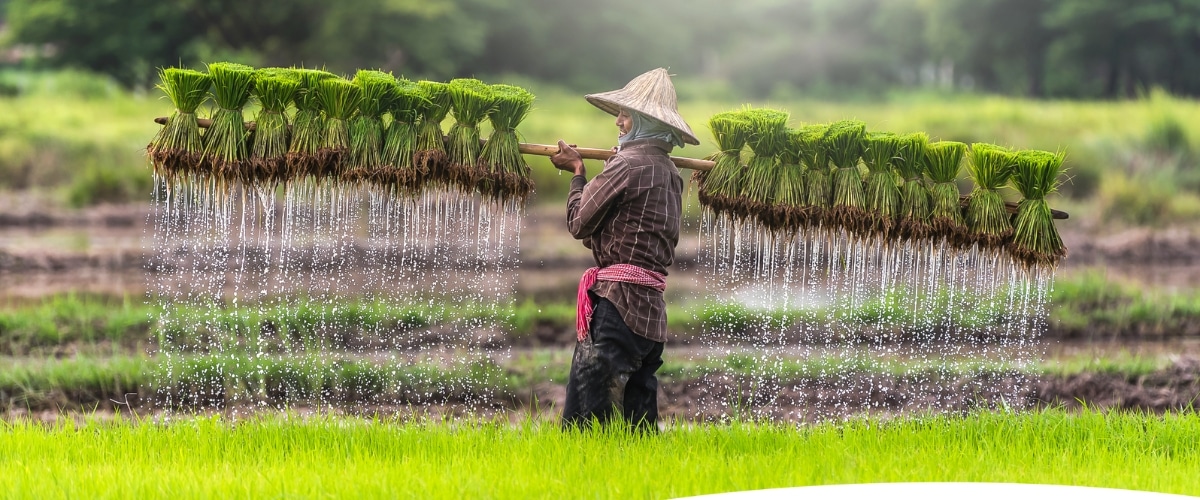 Vietnamese AgriTech Startup Koina Raises US$1M in Seed Funding