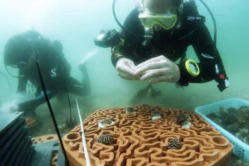 Hong Kong Startup 3D-Printed Coral Reef Archireef Secures Funding from Purpose Venture Capital & Carbon Zero