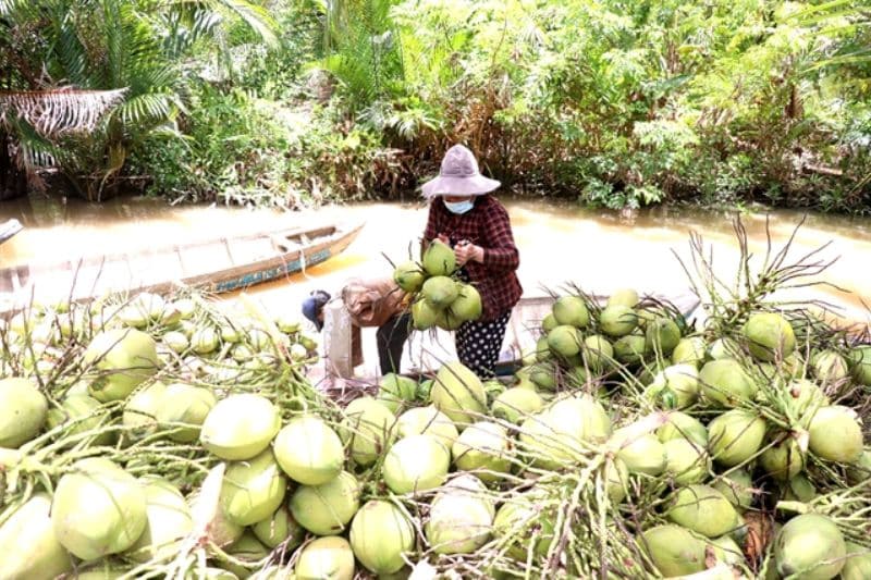 coconut industry Vietnam