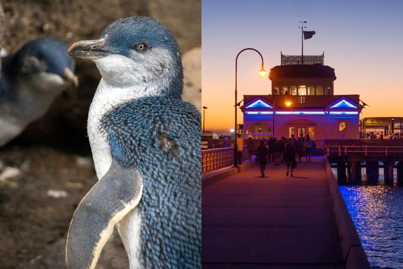 St. Kilda Pier and Breakwater_Melbourne penguins