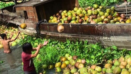 Vietnam Identifies Coconut Industry as Key for Sustainable Development