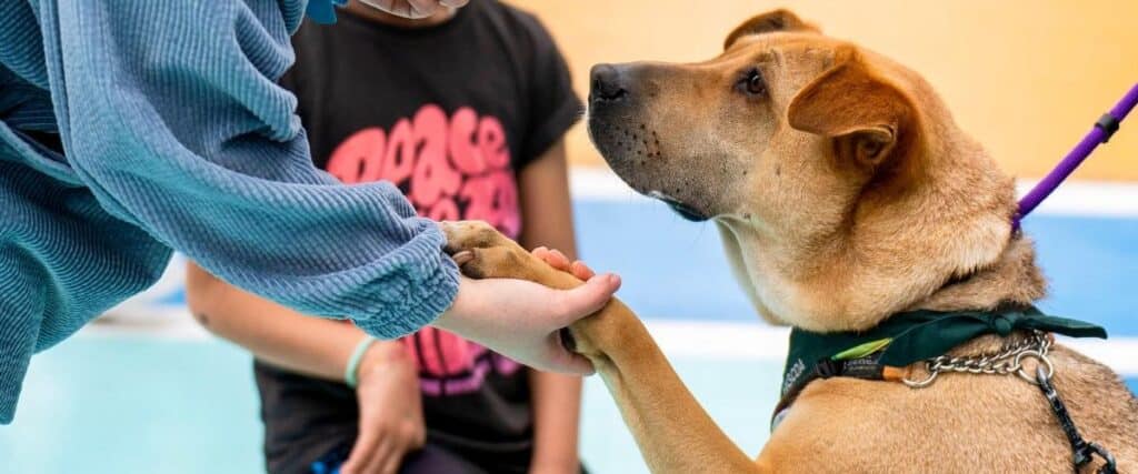 Dog Adoption Hong Kong