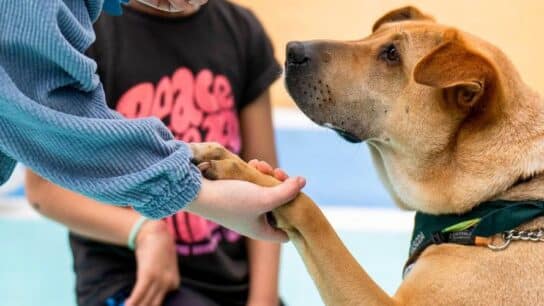 Celebrate International Dog Day at These Upcoming Adoption Events in Hong Kong