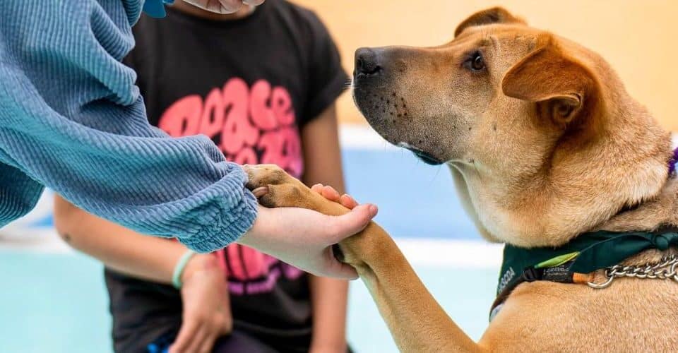 Celebrate International Dog Day at These Upcoming Adoption Events in Hong Kong