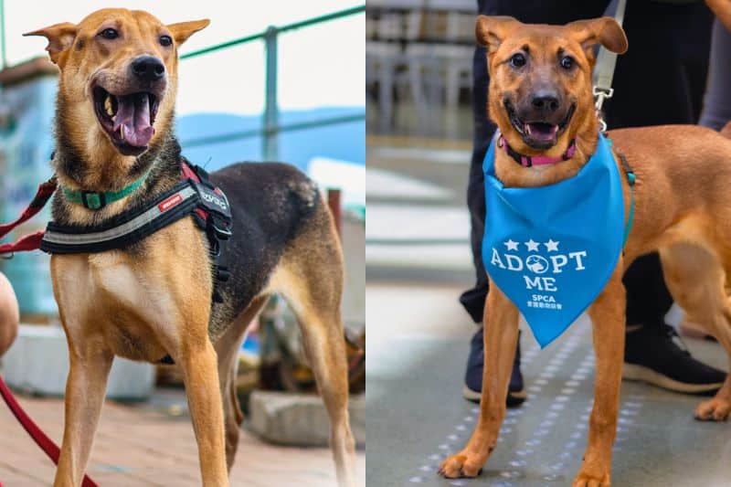 Dog Adoption Hong Kong