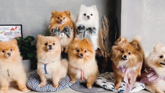 Pawsitive Vibes: How Pet-Friendly Culture in Hong Kong Drives Happiness and Productivity
