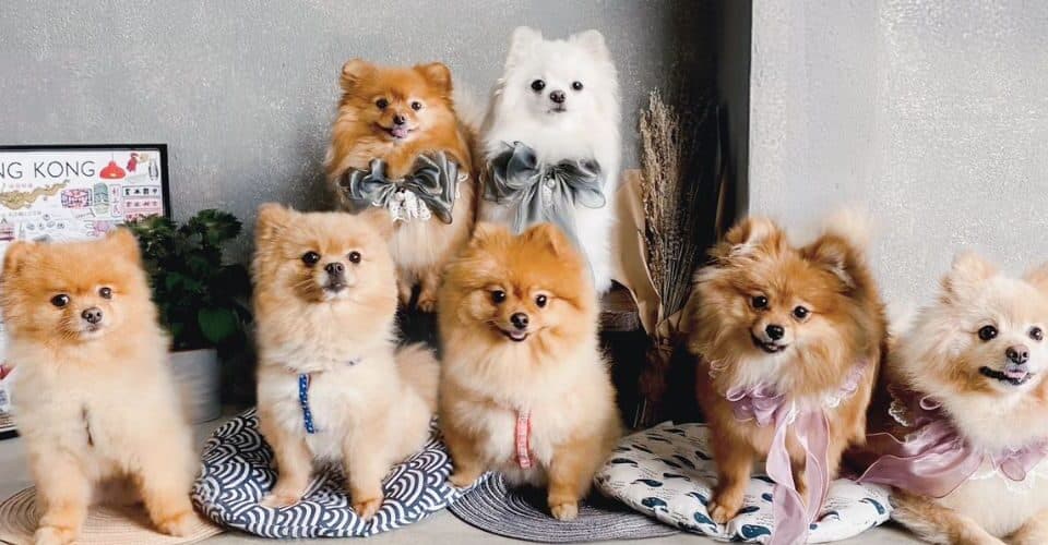 Pawsitive Vibes: How Pet-Friendly Culture in Hong Kong Drives Happiness and Productivity